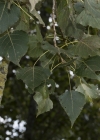 Einzelbild 8 Schwarz-Pappel - Populus nigra