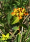 Einzelbild 7 Warzige Wolfsmilch - Euphorbia verrucosa