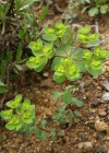 Einzelbild 5 Sonnenwend-Wolfsmilch - Euphorbia helioscopia