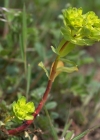 Einzelbild 6 Sonnenwend-Wolfsmilch - Euphorbia helioscopia