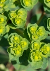 Einzelbild 8 Sonnenwend-Wolfsmilch - Euphorbia helioscopia
