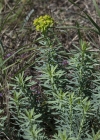 Einzelbild 5 Steppen-Wolfsmilch - Euphorbia seguieriana subsp. seguieriana