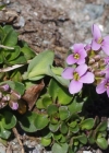 Einzelbild 5 Doldentraubiges Rundblättriges Täschelkraut - Thlaspi rotundifolium subsp. corymbosum