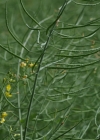 Einzelbild 6 Raps - Brassica napus