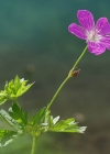 Einzelbild 6 Sumpf-Storchschnabel - Geranium palustre