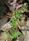 Einzelbild 6 Pyrenäen-Storchschnabel - Geranium pyrenaicum