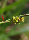 Einzelbild 6 Saum-Segge - Carex hostiana