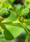 Einzelbild 4 Breitblättrige Wolfsmilch - Euphorbia platyphyllos