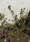 Einzelbild 2 Gewöhnliches Quendelblättriges Sandkraut - Arenaria serpyllifolia