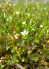 Einzelbild 3 Gewöhnliches Quendelblättriges Sandkraut - Arenaria serpyllifolia