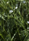 Einzelbild 5 Gras-Sternmiere - Stellaria graminea
