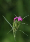 Einzelbild 5 Raue Nelke - Dianthus armeria