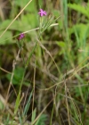 Einzelbild 8 Raue Nelke - Dianthus armeria