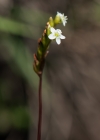 Einzelbild 6 Rundblättriger Sonnentau - Drosera rotundifolia