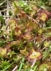 Einzelbild 7 Rundblättriger Sonnentau - Drosera rotundifolia