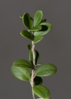 Einzelbild 5 Preiselbeere - Vaccinium vitis-idaea