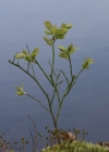 Einzelbild 4 Heidelbeere - Vaccinium myrtillus