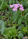 Einzelbild 7 Mehl-Primel - Primula farinosa