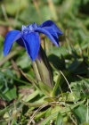 Einzelbild 5 Frühlings-Enzian - Gentiana verna