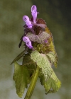 Einzelbild 6 Acker-Taubnessel - Lamium purpureum