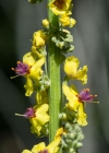 Einzelbild 6 Dunkle Königskerze - Verbascum nigrum