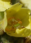 Einzelbild 5 Kleinblütige Königskerze - Verbascum thapsus