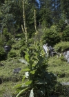 Einzelbild 7 Kleinblütige Königskerze - Verbascum thapsus