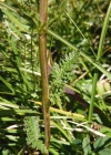 Einzelbild 4 Aufsteigendes Läusekraut - Pedicularis ascendens