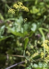 Einzelbild 5 Sichelblättriges Hasenohr - Bupleurum falcatum subsp. falcatum