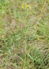 Einzelbild 8 Sichelblättriges Hasenohr - Bupleurum falcatum subsp. falcatum