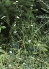Einzelbild 6 Wald-Borstendolde - Torilis japonica