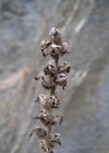 Einzelbild 4 Ährige Glockenblume - Campanula spicata