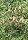 Einzelbild 4 Niedliche Glockenblume - Campanula cochleariifolia