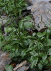 Einzelbild 7 Niedliche Glockenblume - Campanula cochleariifolia