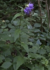 Einzelbild 3 Nesselblättrige Glockenblume - Campanula trachelium