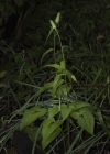 Einzelbild 5 Ährige Rapunzel - Phyteuma spicatum