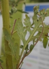 Einzelbild 7 Aufrechtes Traubenkraut - Ambrosia artemisiifolia