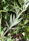 Einzelbild 5 Gemeiner Beifuss - Artemisia vulgaris