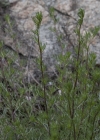 Einzelbild 5 Feld-Beifuss - Artemisia campestris