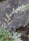 Einzelbild 7 Ährige Edelraute - Artemisia genipi