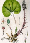 Einzelbild 6 Rote Pestwurz - Petasites hybridus
