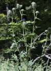 Einzelbild 8 Gemeine Kratzdistel - Cirsium vulgare