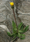 Einzelbild 6 Einköpfiges Ferkelkraut - Hypochaeris uniflora