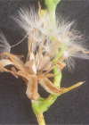 Einzelbild 5 Kopfsalat - Lactuca sativa