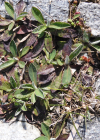 Einzelbild 5 Langhaariges Habichtskraut - Hieracium pilosella