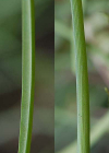 Einzelbild 7 Weinberg-Traubenhyazinthe - Muscari neglectum aggr.