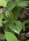 Einzelbild 5 Zweiblättrige Schattenblume - Maianthemum bifolium