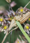 Einzelbild 5 Ross-Lauch - Allium oleraceum