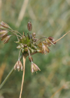 Einzelbild 6 Ross-Lauch - Allium oleraceum