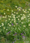 Einzelbild 7 Allermannsharnisch - Allium victorialis